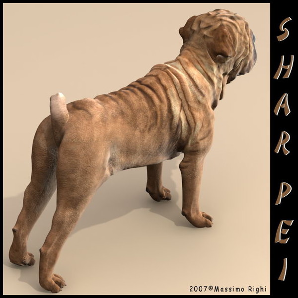 3d model shar pei - Shar Pei by Massimo Righi