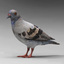 Pigeon