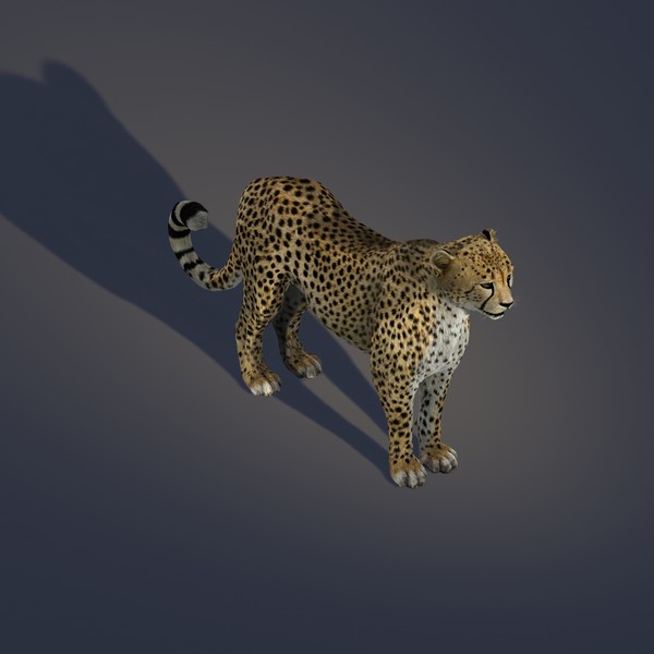 Cheetah (FUR)