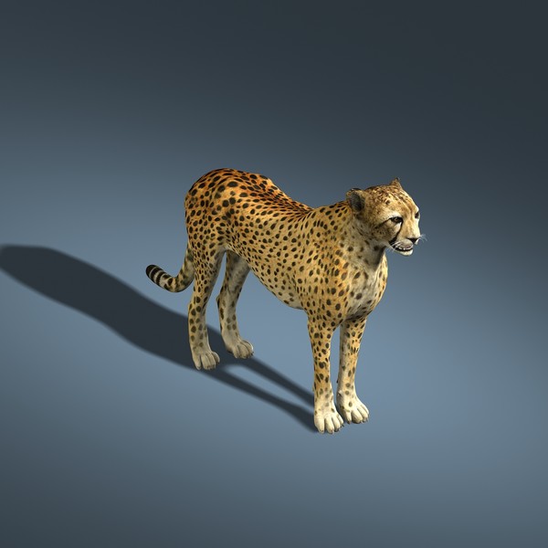 3d cheetah lion tiger - Cheetah by Massimo Righi