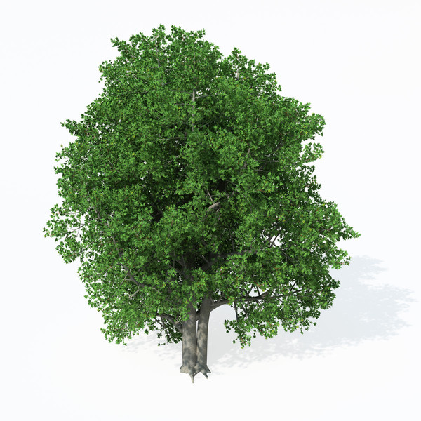 cappadocian maple planted 3d c4d - XfrogPlants Cappadocian Maple by xfrog