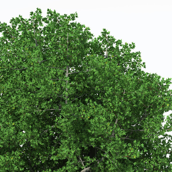 cappadocian maple planted 3d c4d - XfrogPlants Cappadocian Maple by xfrog