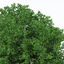 XfrogPlants Cappadocian Maple