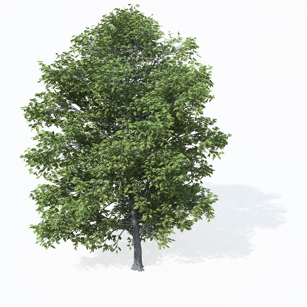 chestnut castanea sativa 3d model - XfrogPlants Chestnut by xfrog
