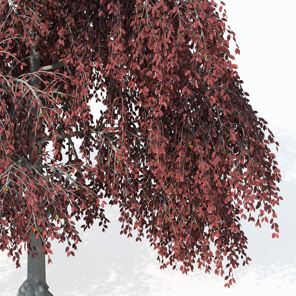 XfrogPlants Weeping European Beech 3D Models