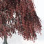 XfrogPlants Weeping European Beech