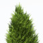 XfrogPlants Savin Juniper