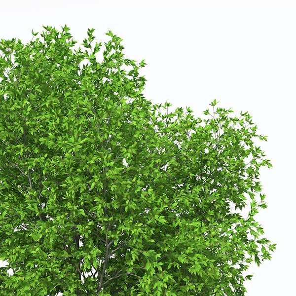 XfrogPlants European Hop Hornbeam 3D Models