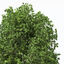 XfrogPlants Oriental Planetree