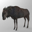 Wildebeest