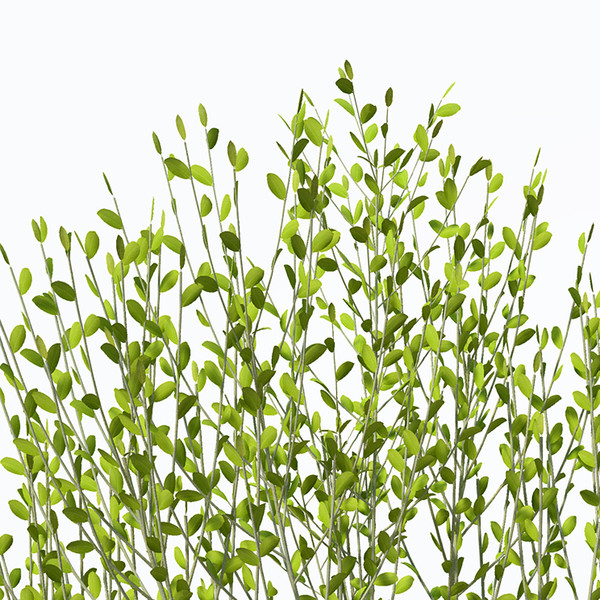 XfrogPlants Pussy Willow 3D Models