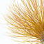 Golden Willow