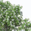 XfrogPlants Wild Service Tree