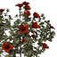 XfrogPlants Hibiscus