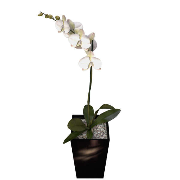 3ds max orchid phalaenopsis sp - XfrogPlants Orchid by xfrog