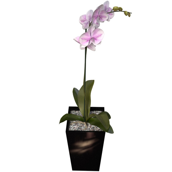 3ds max orchid phalaenopsis sp - XfrogPlants Orchid by xfrog