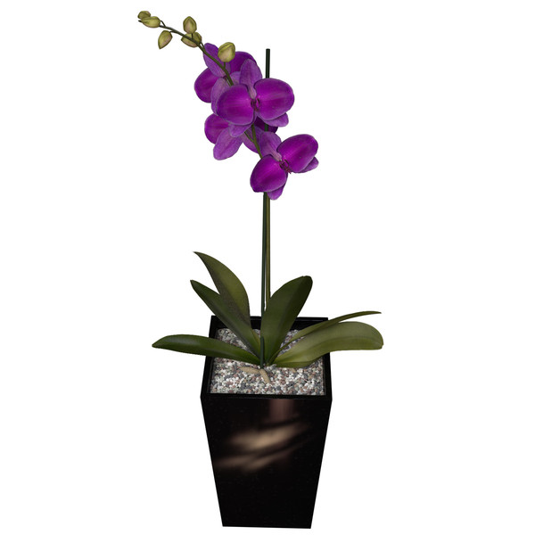 3ds max orchid phalaenopsis sp - XfrogPlants Orchid by xfrog