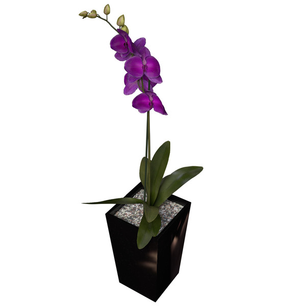 3ds max orchid phalaenopsis sp - XfrogPlants Orchid by xfrog