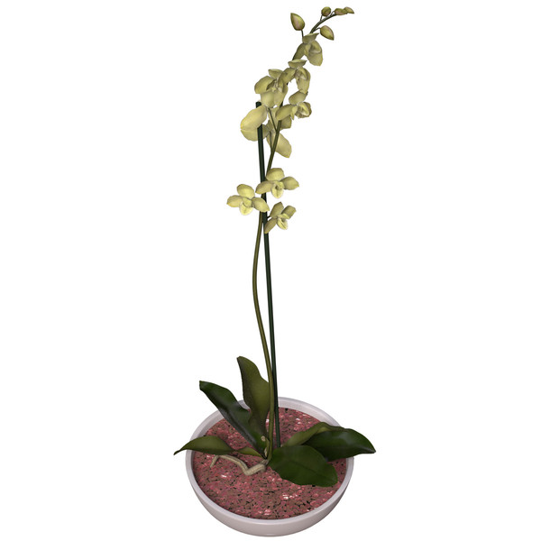 3ds max orchid phalaenopsis sp - XfrogPlants Orchid by xfrog