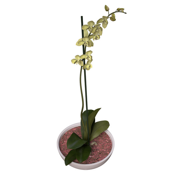 3ds max orchid phalaenopsis sp - XfrogPlants Orchid by xfrog