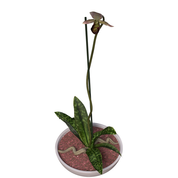 3ds max orchid phalaenopsis sp - XfrogPlants Orchid by xfrog