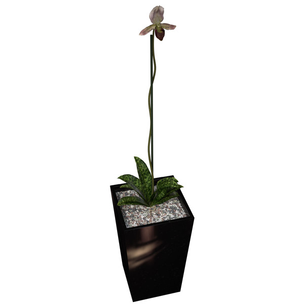 3ds max orchid phalaenopsis sp - XfrogPlants Orchid by xfrog