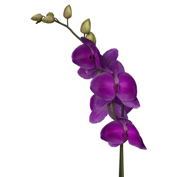 3ds max orchid phalaenopsis sp - XfrogPlants Orchid by xfrog