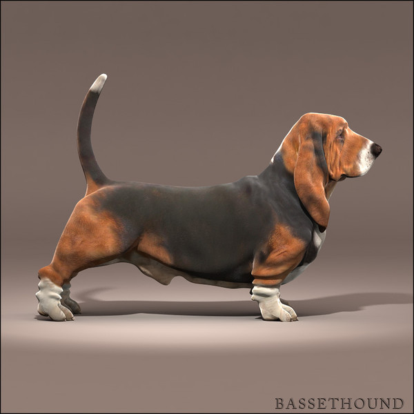 3d model bassethound dog - Basset Hound by Massimo Righi