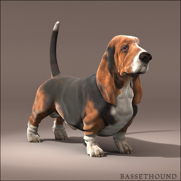 Basset Hound 3D Models