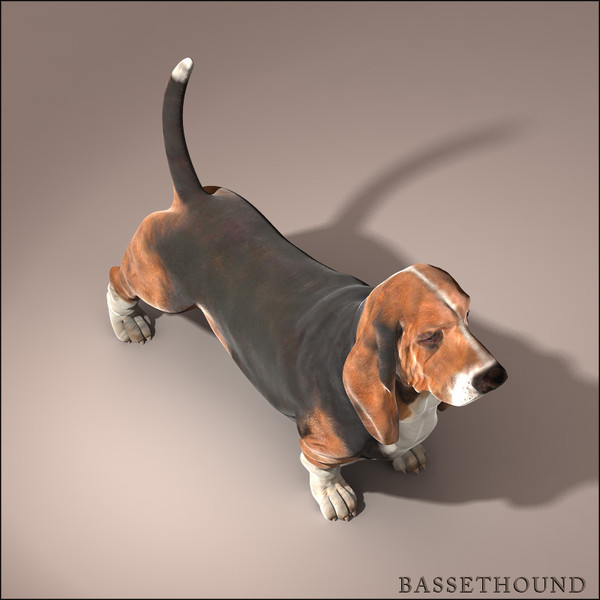3d model bassethound dog - Basset Hound by Massimo Righi
