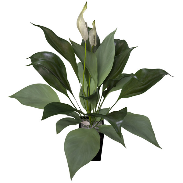 peace lily