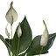 XfrogPlants Peace Lily