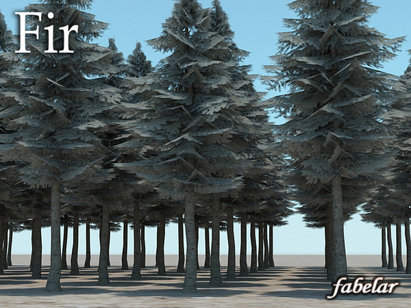 Fir cone 03 Texture Maps