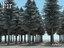 Fir cone 03