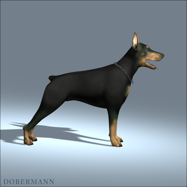 obj doberman dobermann - Dobermann by Massimo Righi