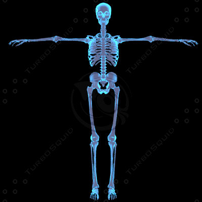 Human Body (Male)