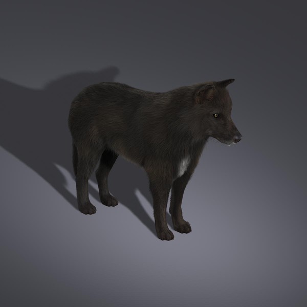 Black Wolf (FUR)