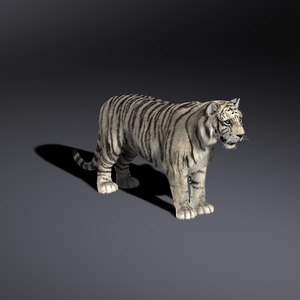 3d white tiger - White Tiger (FUR) by Massimo Righi
