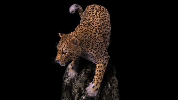Leopard (FUR)