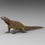 Lizard