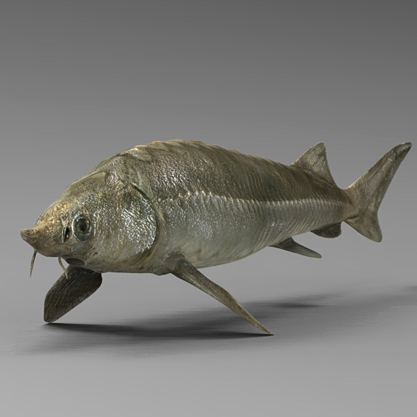 max sterlet sturgeon - Sterlet by 3d_Wanderer