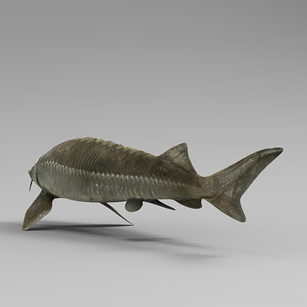 max sterlet sturgeon - Sterlet by 3d_Wanderer