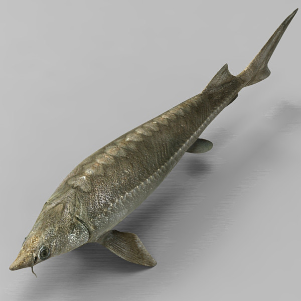 max sterlet sturgeon - Sterlet by 3d_Wanderer