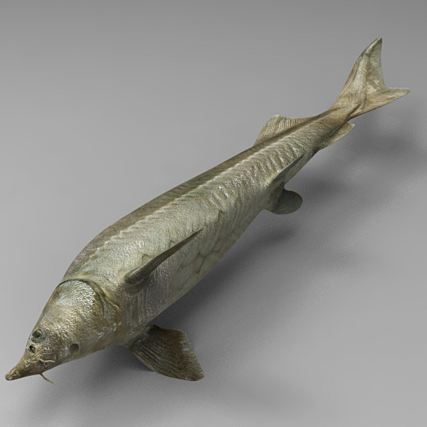 max sterlet sturgeon - Sterlet by 3d_Wanderer
