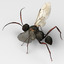 Wasp Devil