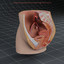 Anatomy_ Female Reproductive System