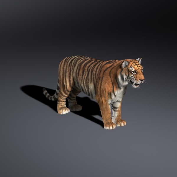 tiger fur animation 3d model - Tiger (FUR) (ANIMATED) by Massimo Righi
