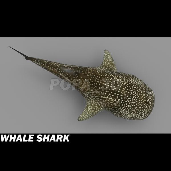 3d 3ds whale shark - Whale Shark by POPA_3D