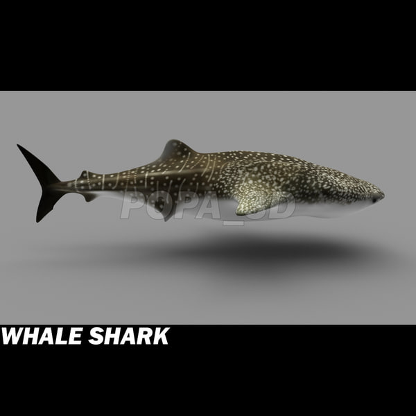 3d 3ds whale shark - Whale Shark by POPA_3D