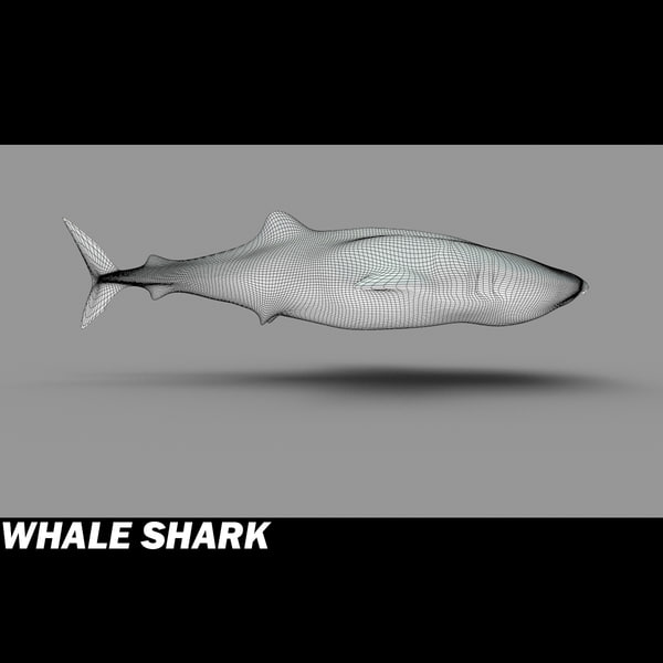 3d 3ds whale shark - Whale Shark by POPA_3D